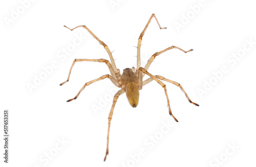 Northern yellow sac spider isolated on white background, Cheiracanthium mildei male © Danut Vieru