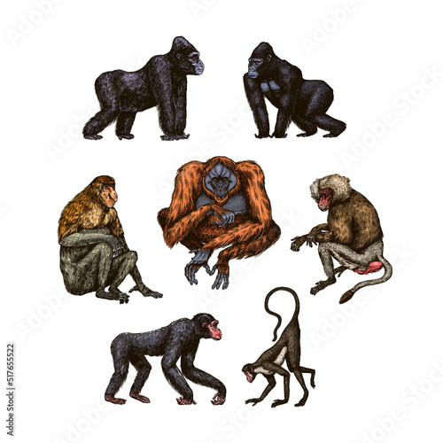 Bonobo or chimpanzee  Western gorilla   Orangutan in vintage style. Colombian capuchin Proboscis monkey. Spider monkey or Southern muriqui . Hand drawn engraved sketch in woodcut style. 