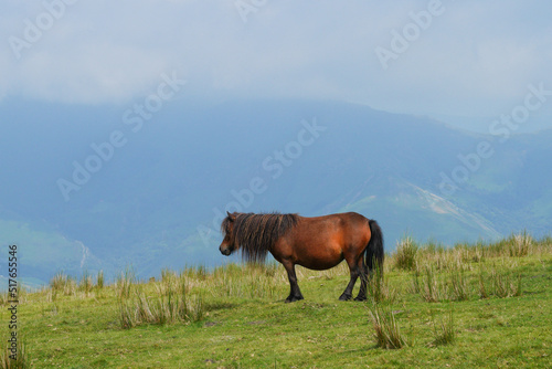 Un pottok, petit cheval sauvage, au sommet de la montagne Artzamendi, au Pays Basque