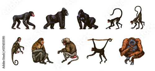 Photo Bonobo or chimpanzee, Western gorilla , Orangutan in vintage style