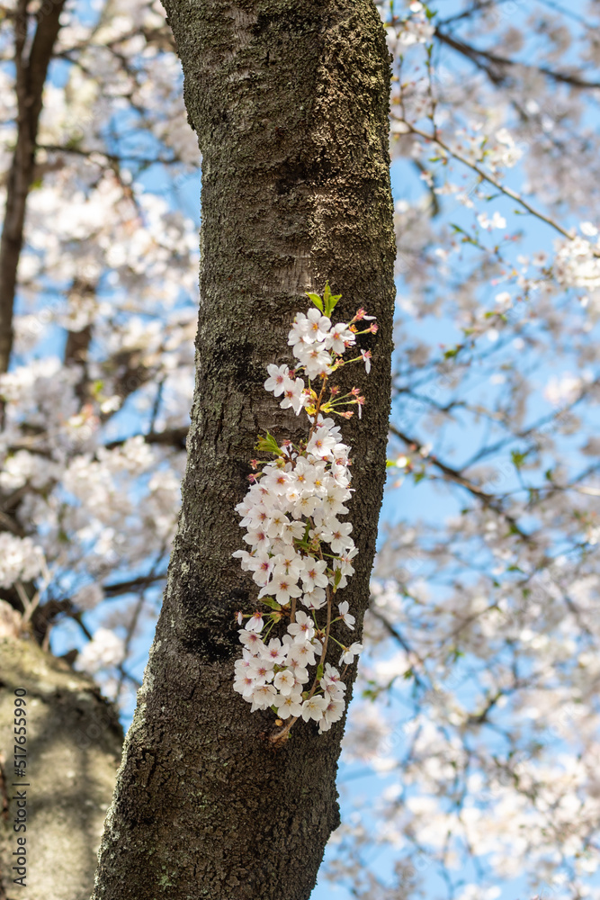 桜　花　青空