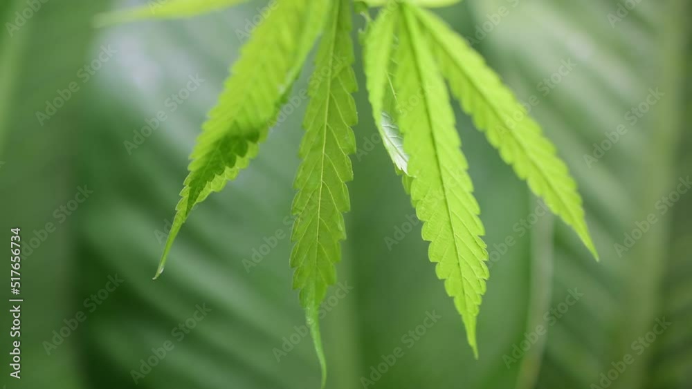 Water droplets on cannabis leaf green leaf background natural beautiful blur video Water droplets on cannabis leaf green leaf background natural beautiful blur video