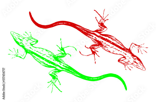 Two large lizards facing opposite sides on a white background