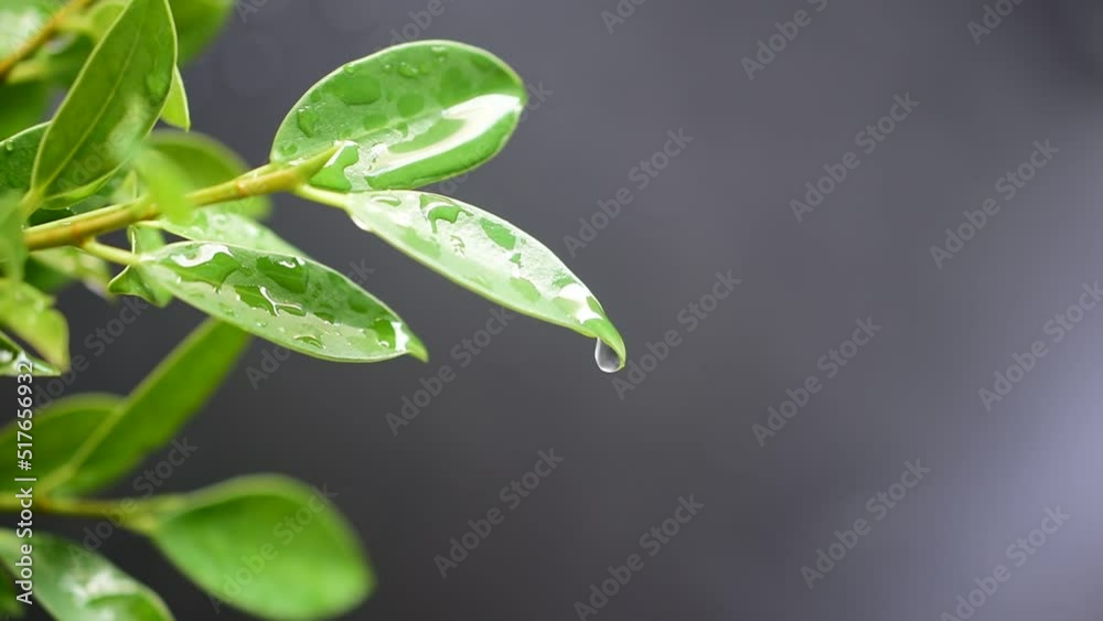 water drops on leaf