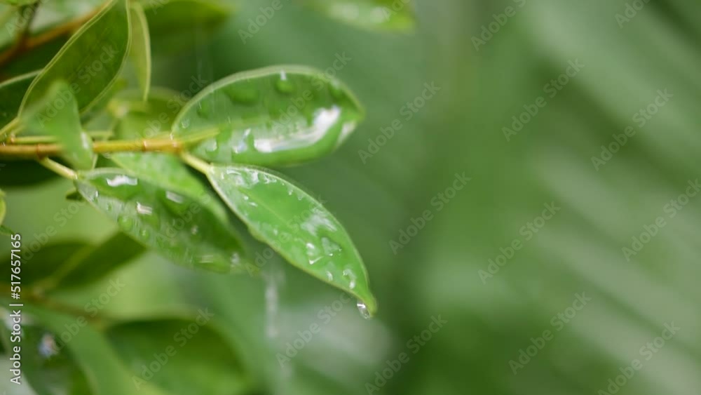 natural water droplets on green leaf blur background natural water droplets on green leaf blur background