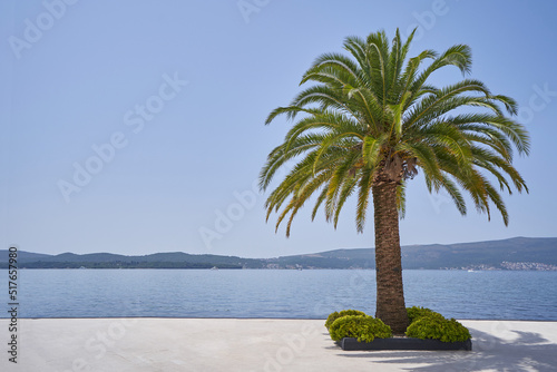 Vibrant palm tree against sea and clear sky in Montenegro