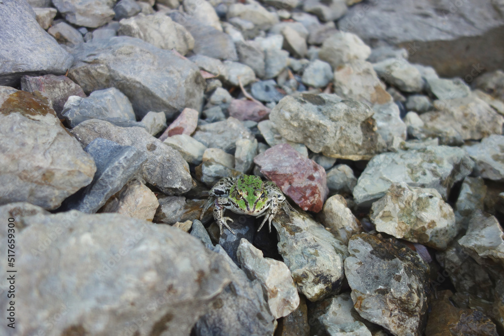 river frog brown green in natural environment stone in water river frog brown green in natural environment stone in water