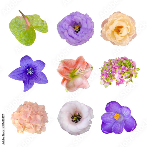 Macro foto set peony, eustoma, hydrangea, clematis, hippeastrum on white isolated background.