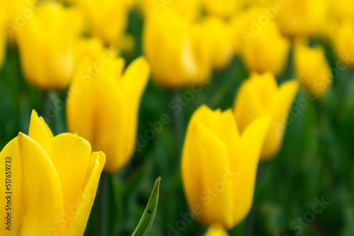 Yellow tulip in garden greenery  flower close-up with blurred background. Tender botanical foliage in spring garden