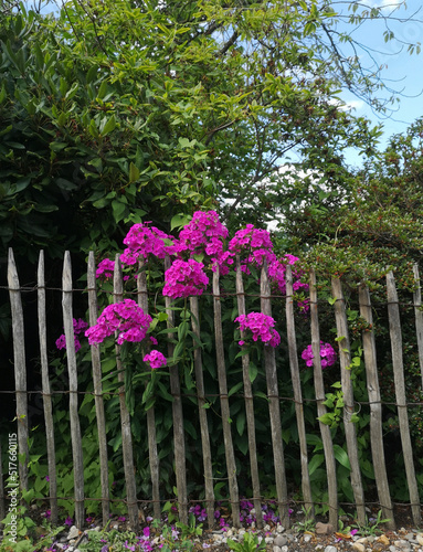 Wooden fence with purple hydrangeas