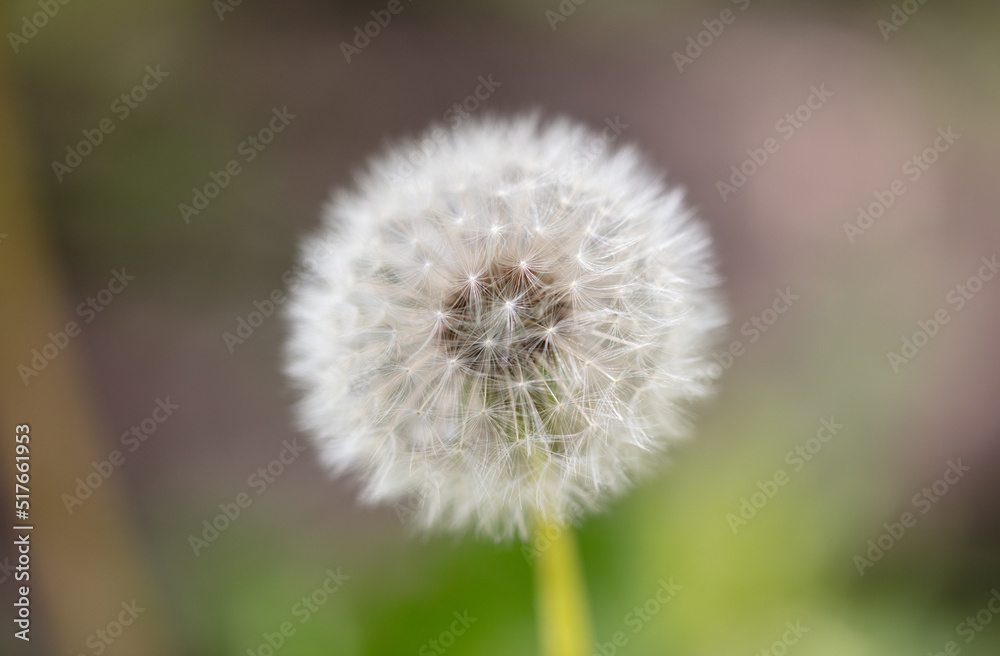 Dandelion in the park in nature.