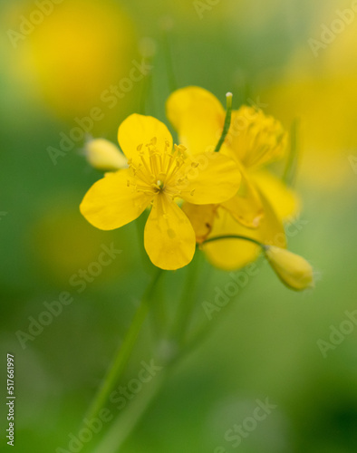Small yellow flowers in nature.