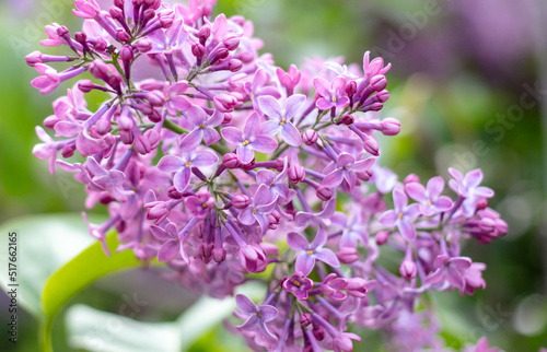 Fototapeta Naklejka Na Ścianę i Meble -  Beautiful lilac flowers in nature.