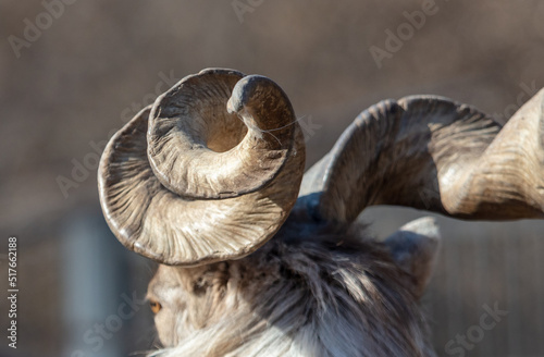 Twisted horns on the head of a mountain goat. Close-up