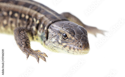 Lizard portrait isolated on white background.