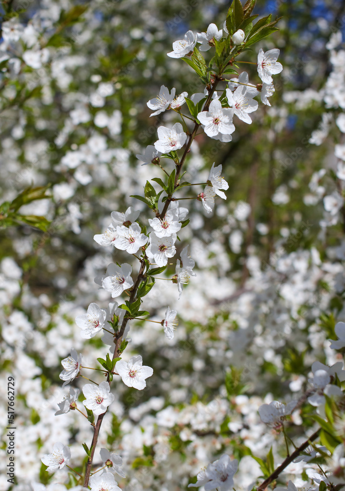 Flowers on a cherry tree in the park.