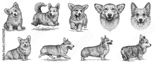 Vintage engrave isolated corgi dog set illustration ink sketch. welsh pembroke background korgi art