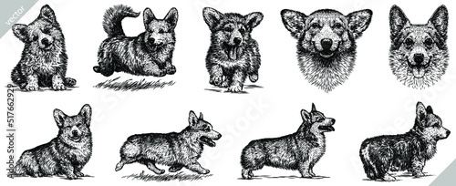 Vintage engrave isolated corgi dog set illustration ink sketch. welsh pembroke background korgi art