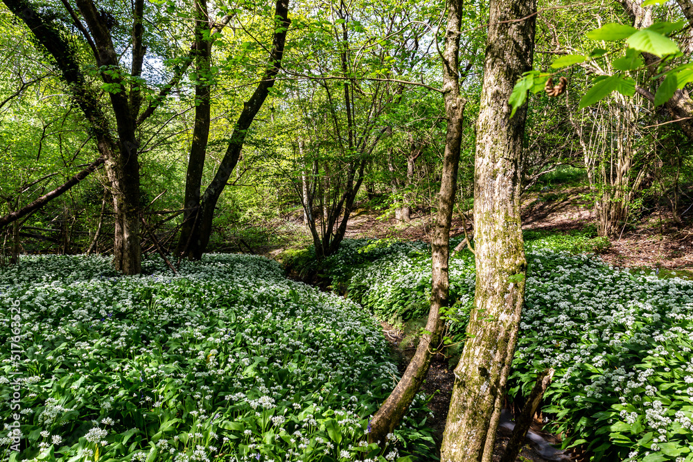 Wild Garlic Growing in Sussex Woodland in Springtime Wild Garlic Growing in Sussex Woodland in Springtime