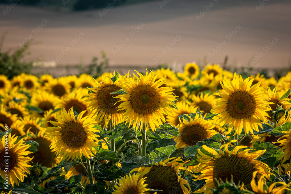 Sunflowers on a sunny summer's day