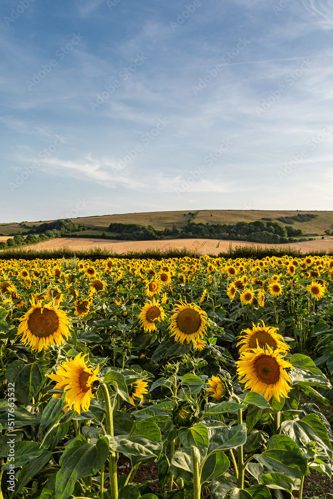Fototapeta premium Vibrant sunflowers in Sussex on a sunny July day