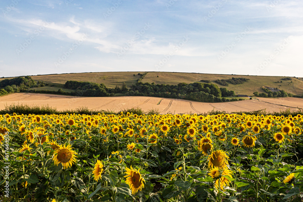 A Rural Sussex Summer View with a Field of Sunflowers
