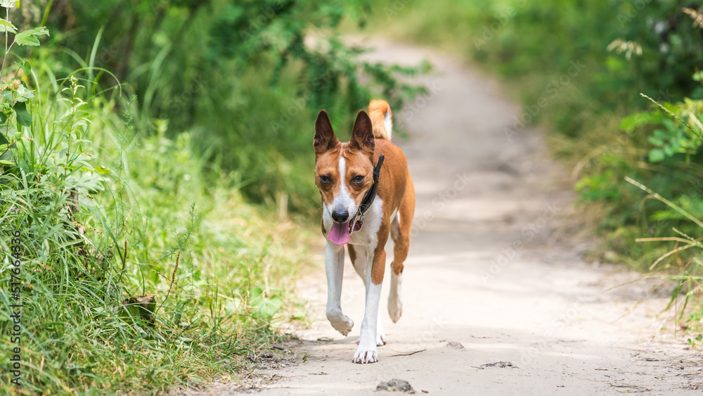 Basenji dog walking in the forest park on a hot day Basenji dog walking in the forest park on a hot day