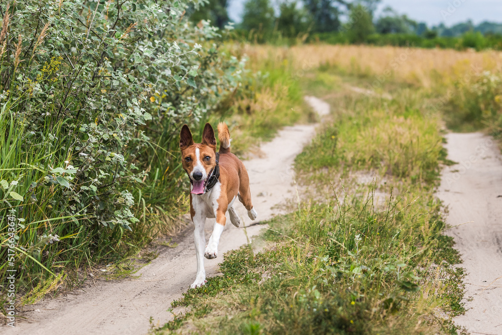 Basenji dog walking in the forest park on a hot sday Basenji dog walking in the forest park on a hot sday