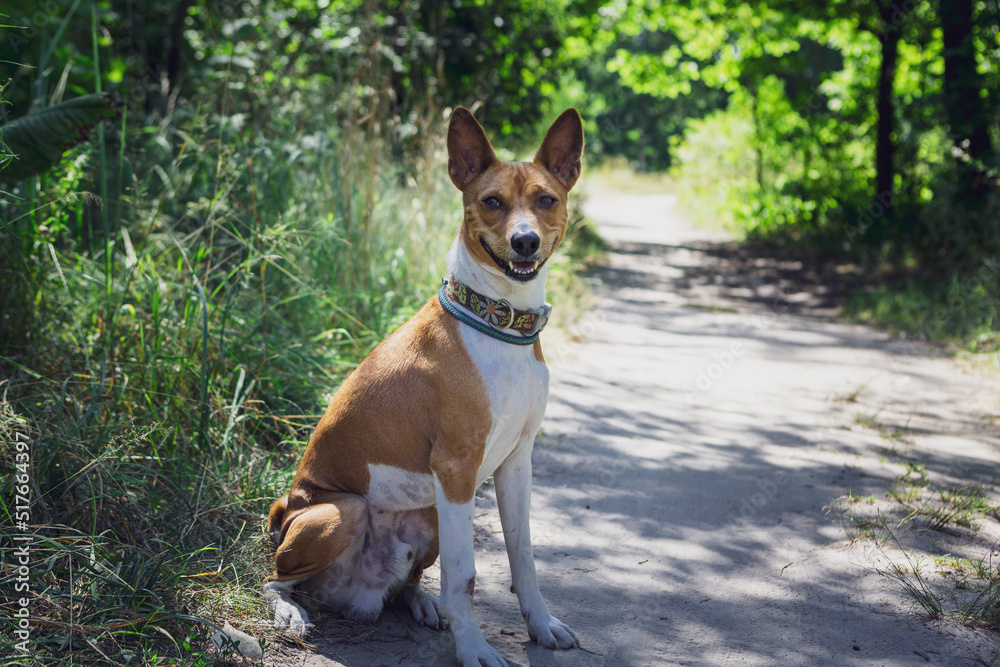 Portret basenji dog walking in the forest park on a hot day Portret basenji dog walking in the forest park on a hot day