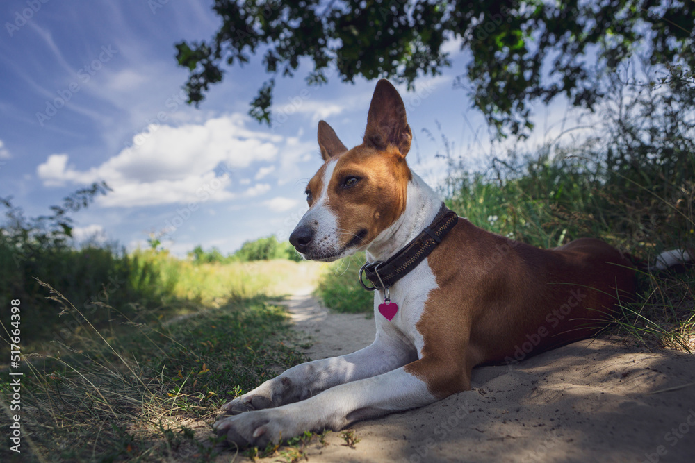 Portret basenji dog walking in the forest park on a hot day