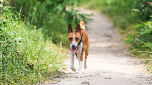 Basenji dog walking in the forest park on a hot day