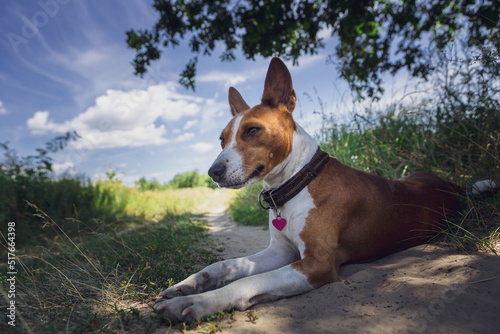 Portret basenji dog walking in the forest park on a hot day