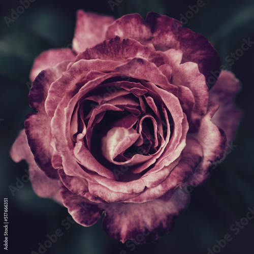Rose flower on a dark background close-up stylized