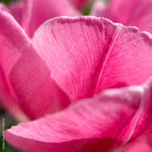 Pink tulip petals close up