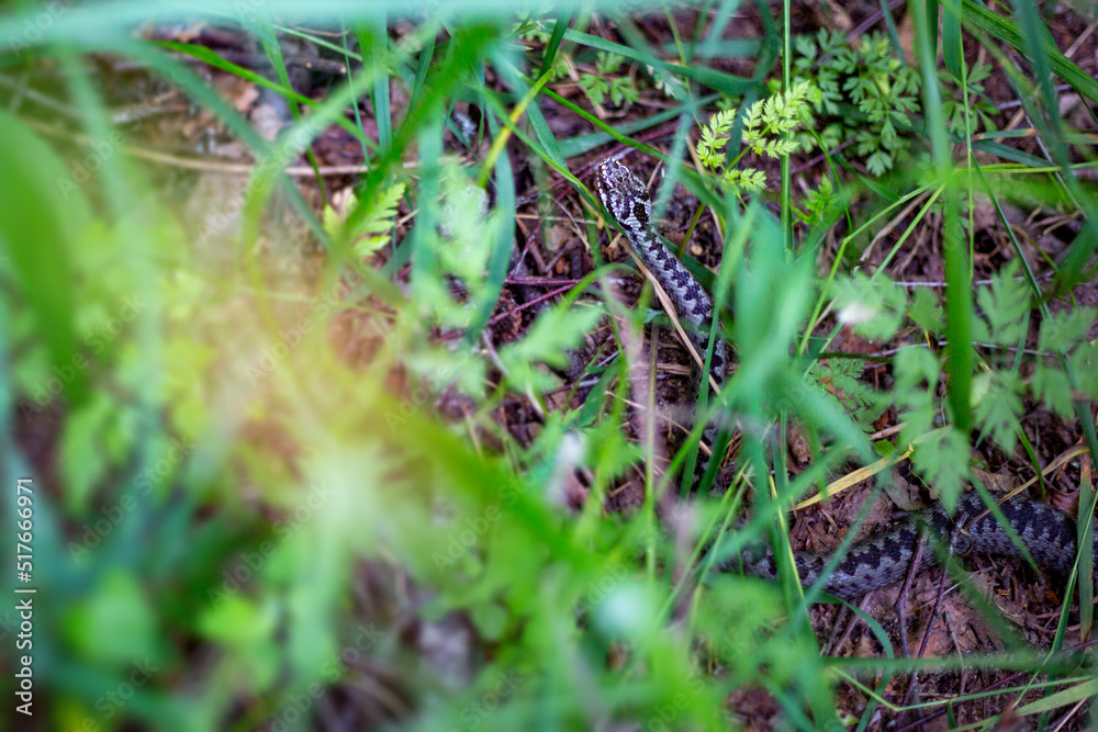 Black European viper on the country forest road Black European viper on the country forest road