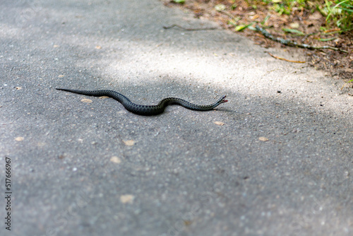 Black European viper on the country forest road