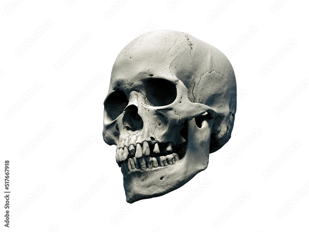 Obraz premium The Anatomical right Human skull in full face on a white isolated background. Concept of death, horror. Spooky Halloween symbol, virus. print, poster. wallpaper. 3d render illustration.