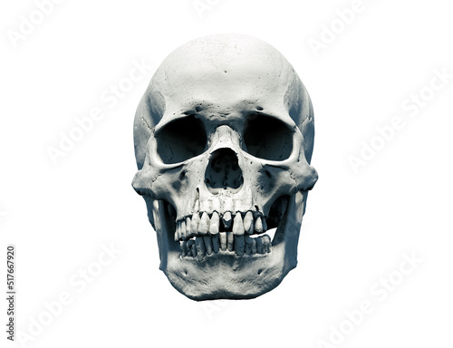 Anatomical Human skull white isolated background. Print, poster, postcard. Design materials. The concept of death, horror. A symbol of spooky Halloween. 3d rendering illustration.