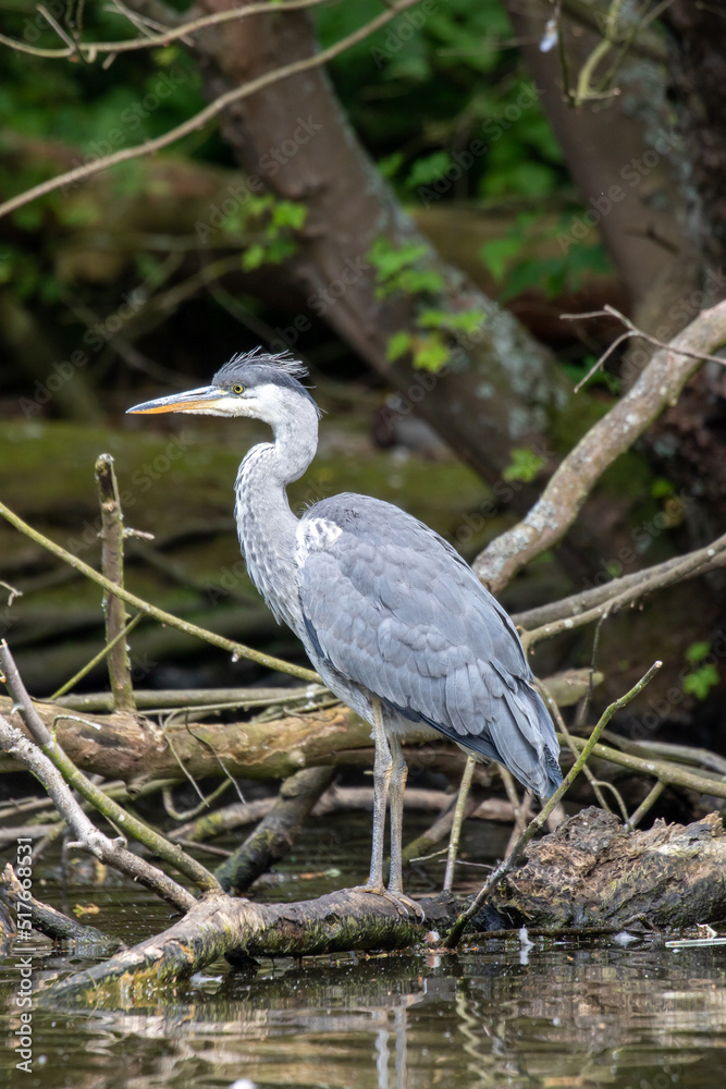 Naklejka premium Grey Heron (Ardea cinerea), London, United Kingdom
