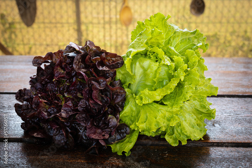 
Fresh oak leaf lettuce. Fresh lettuce freshly picked from the home garden. photo