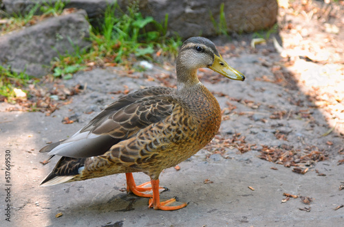 Portrait of wild duck mallard (female) standing on the road near park pond in summer day. Close up photo