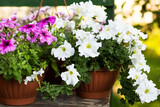 Pink and white petunia flowers grow in brown pots on a table outside in the garden