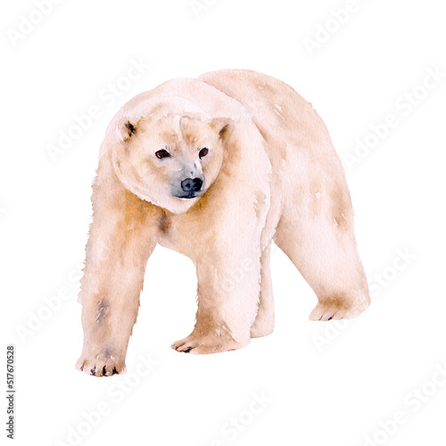 Hand-drawn watercolor polar bear illustration isolated on white background. Winter Arctic animal © Diana Askarova