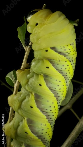 VERTICAL VIDEO: Сlose-up of Larva (caterpillar) of butterfly Death's Head Hawkmot sitting on branch with green leaf.  photo
