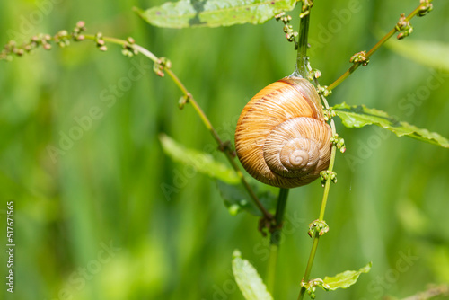 Snail Helix pomatia on the stem of a plant in the garden on a sunny day, selective focus.