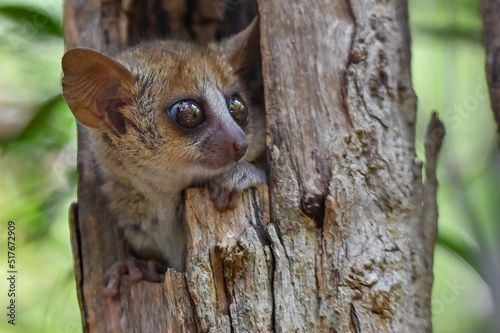 Grey mouse lemur Microcebus murinus, portrait, Madagascar nature photo