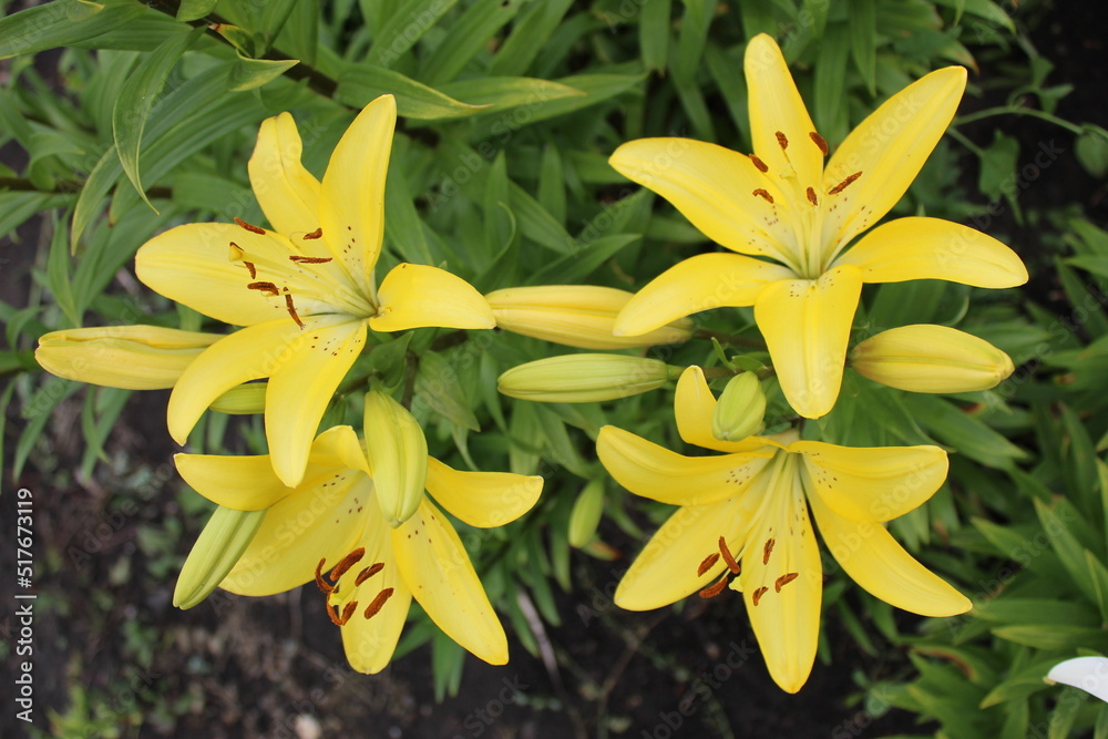 yellow lilies yellow lilies