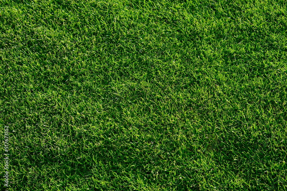 Obraz premium green grass texture on a sunny day