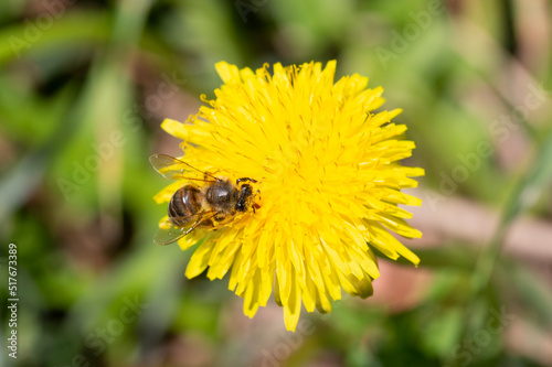 Macro bee is sitting on a dandelion. dandelions on a sunny spring day.