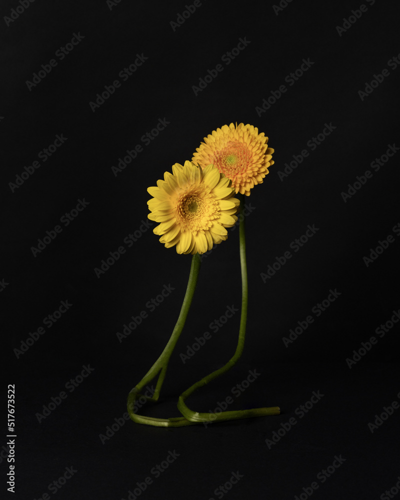 Dwa żółte  kwiaty pozujące na wprost  - obrazy, fototapety, plakaty 